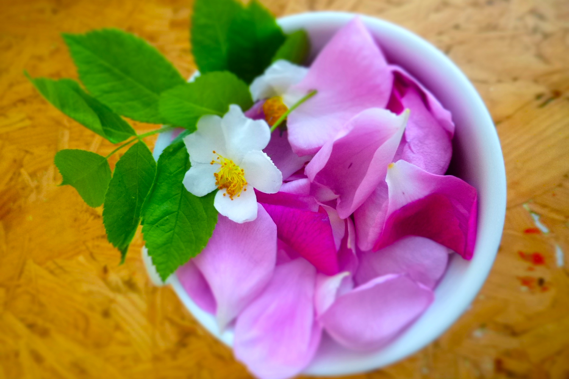 Claudia Brenner Heilmanufaktur Berlin-Wilmersdorf Ayurveda Yoga Yogatherapie Darmgesundheit Ern&auml;hrung